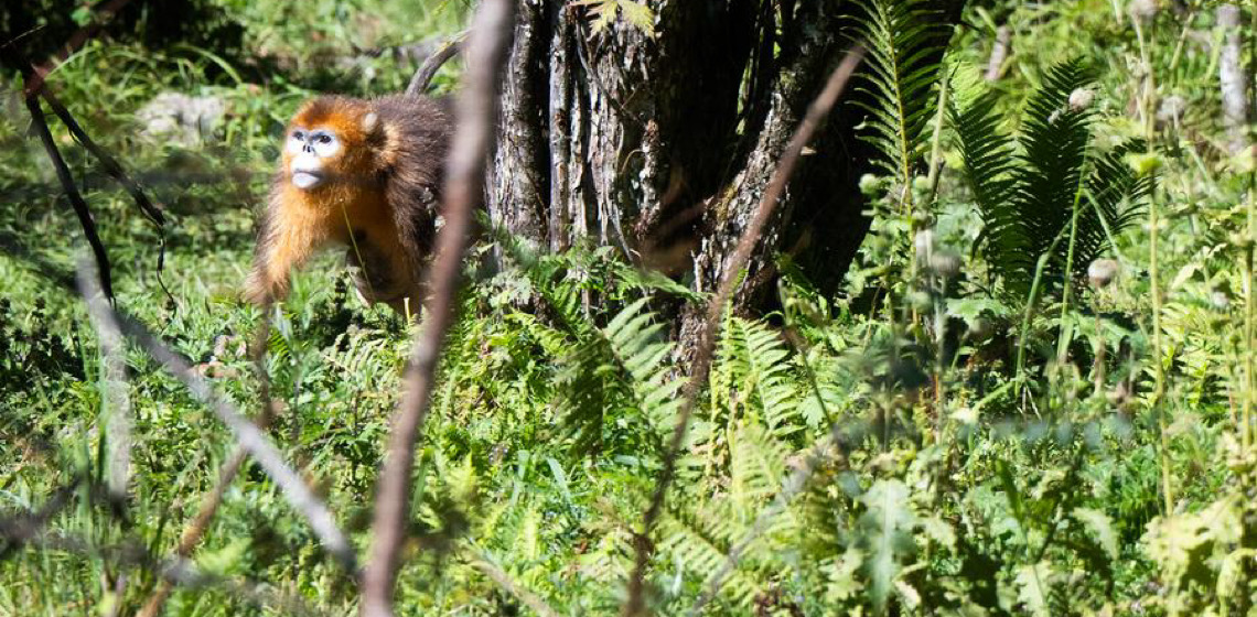 Empresas de energia chinesas pedem mais esforços de conservação da biodiversidade