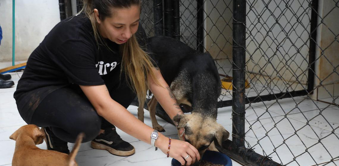 Das ruas para um novo lar: em um ano, projeto Cata Pata resgata 65 cachorros