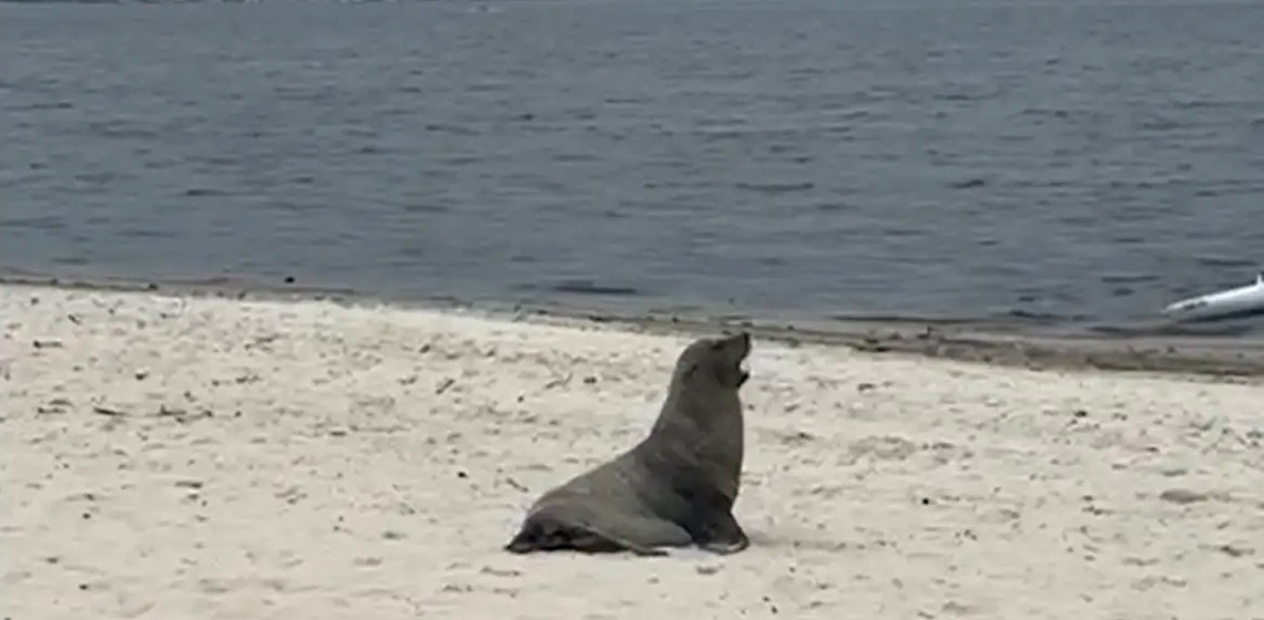 Lobo-marinho é avistado em Maricá, no Rio de Janeiro 