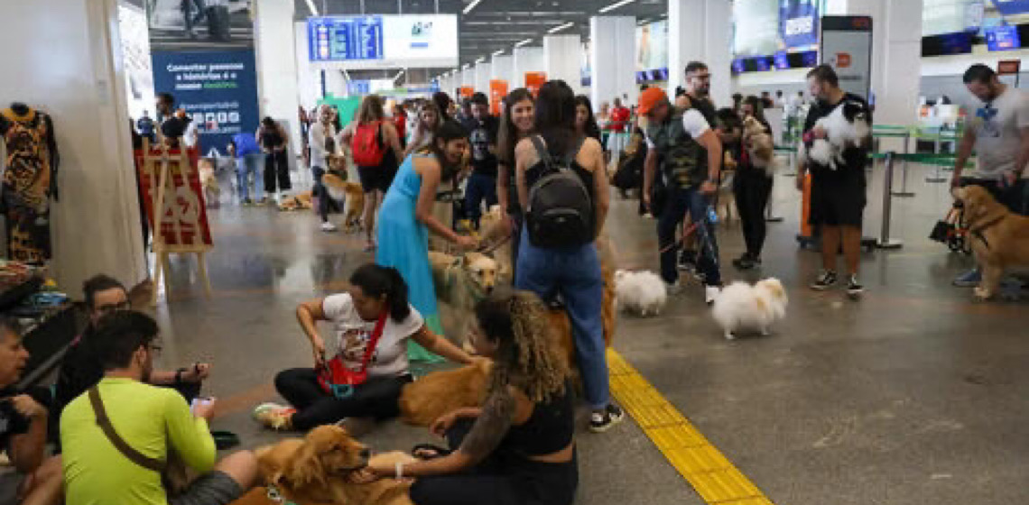 Pets: guia orienta tutores para viagem aérea com segurança e conforto