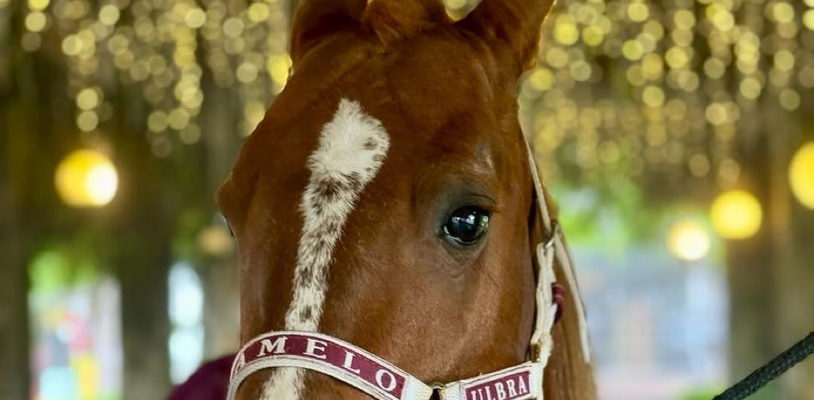 Cavalo Caramelo vira estrela em propaganda da série 'Yellowstone'