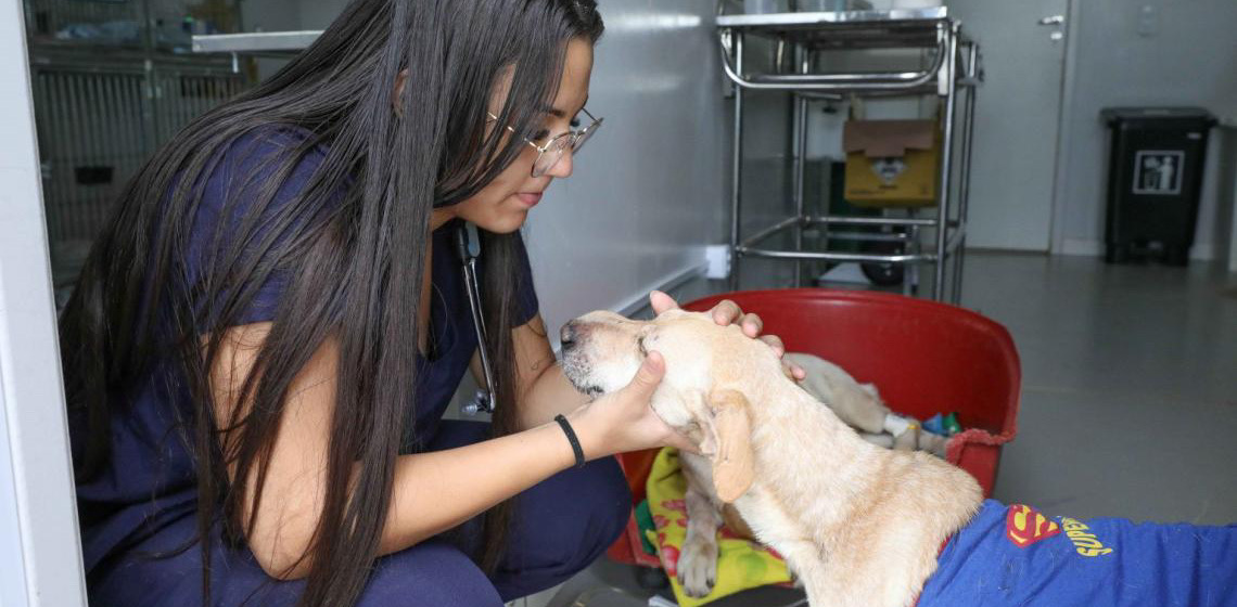 Mais de 320 mil animais tiveram atendimento gratuito no Serviço Veterinário Público do DF em 2024