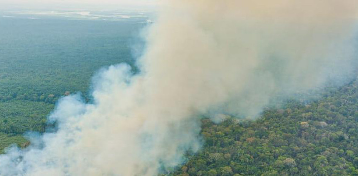 Incêndios florestais empobrecem a diversidade na Amazônia, indica estudo