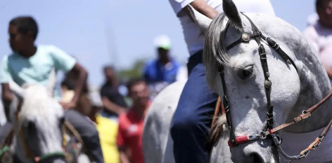 Governo permite apostas em animais, incluindo vaquejada e corrida de cavalo