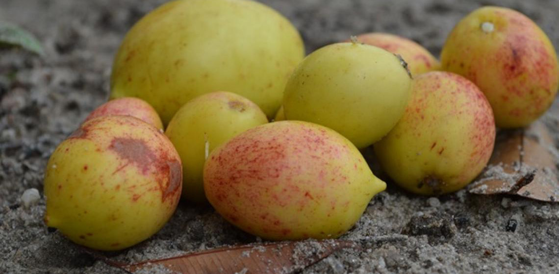 Cagaita, baru, murici, araticum… Projeto do DF pesquisa potencial de frutos do Cerrado