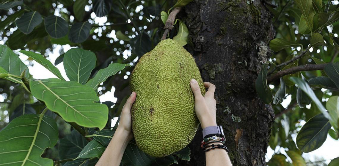 Programa de arborização do DF muda a relação entre a população e as áreas verdes