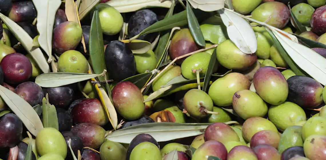 Gallo lança óleo de oliva como alternativa à alta nos preços do azeite