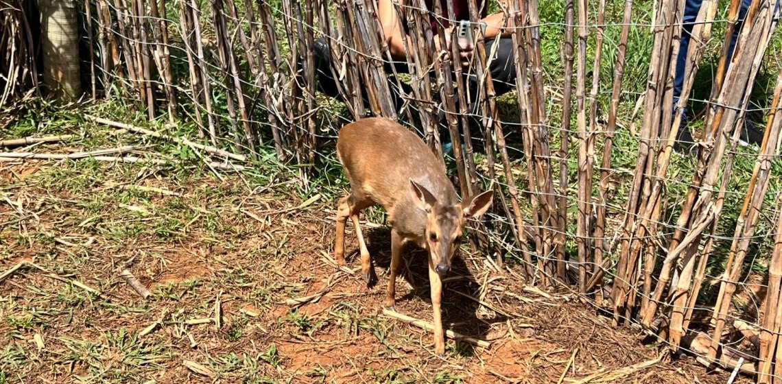 Parceria entre órgãos ambientais investe nos cuidados com a fauna silvestre