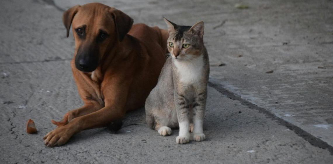 Programa mensal de castração gratuita do GDF beneficiará 720 animais em fevereiro