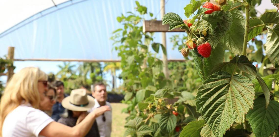 Câmara Setorial de Fruticultura é criada para impulsionar cadeia produtiva