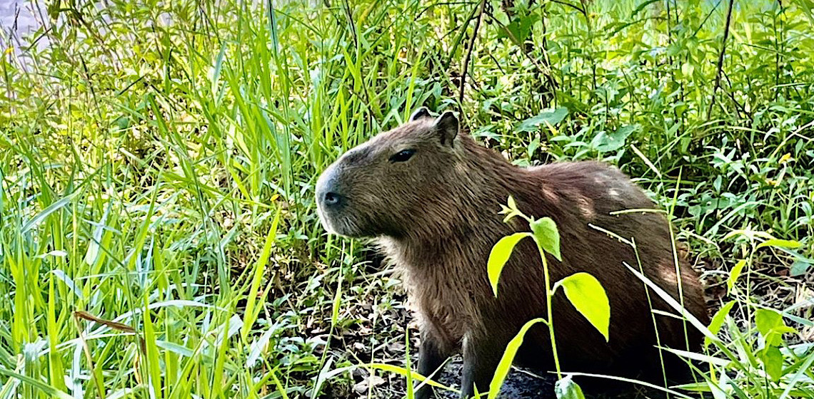 Capivaras viram celebridades na internet e ganham capa de revista americana