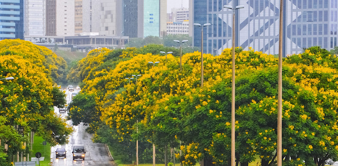 Cambuís abrem o calendário de floração de árvores do Distrito Federal