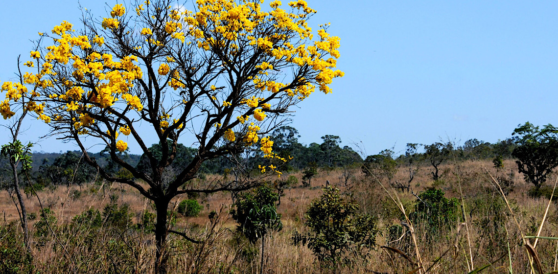 Projeto voltado para recuperação do Cerrado e educação ambiental é lançado no Jardim Botânico