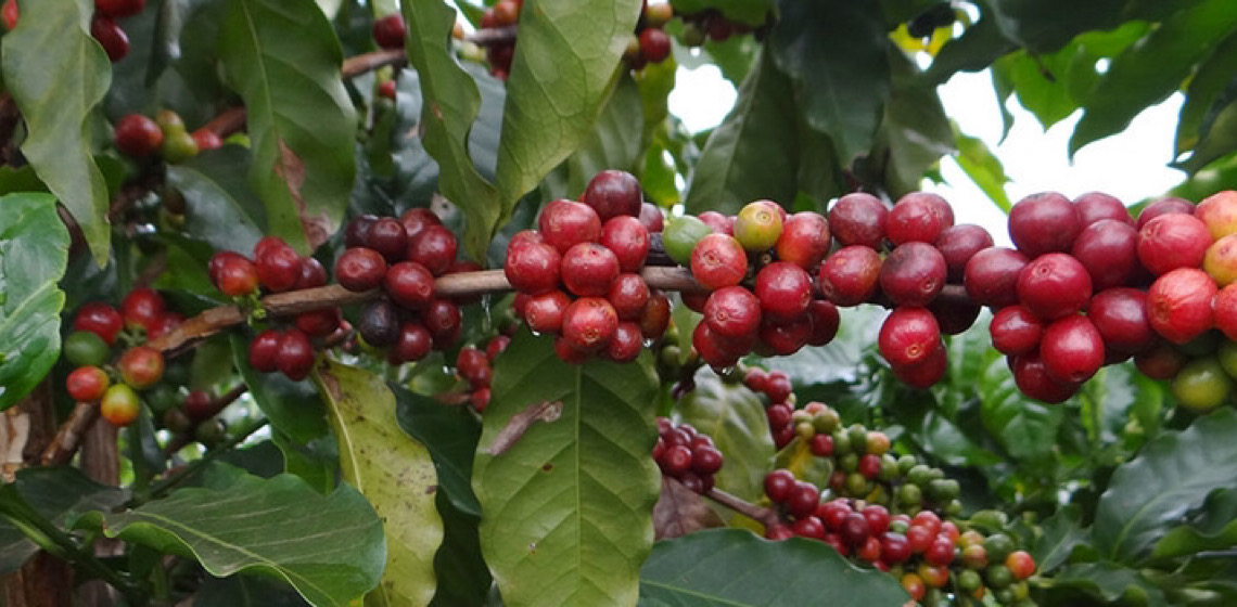 Recorde do café faz agro de MG superar exportações da mineração pela primeira vez