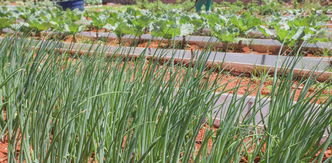 Horta contribui com ressocialização de custodiados e oferece alimentos de qualidade a instituições sociais