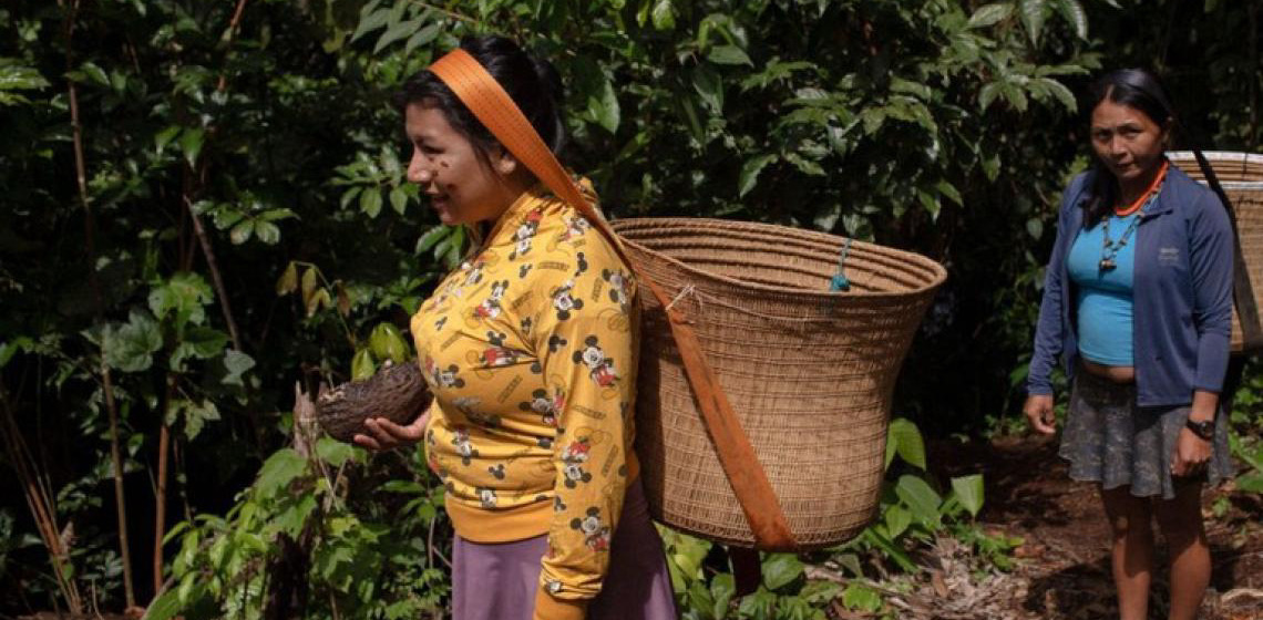 Yanomami voltam a cultivar roças e já utilizam área equivalente a 32 campos de futebol