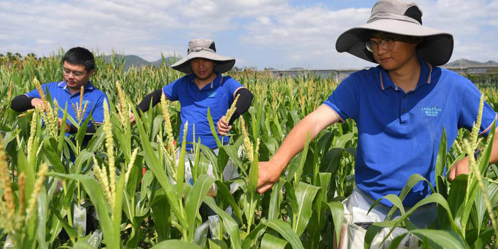 China impulsiona autossuficiência de alto nível em tecnologia agrícola