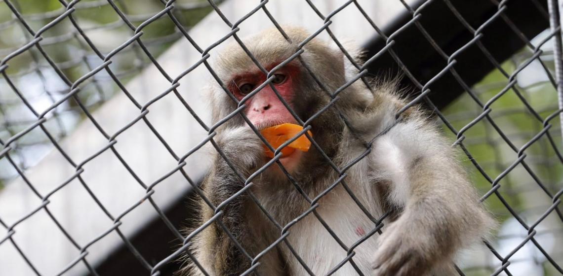 Animais do Zoo de Brasília têm preferências alimentares e cardápios personalizados