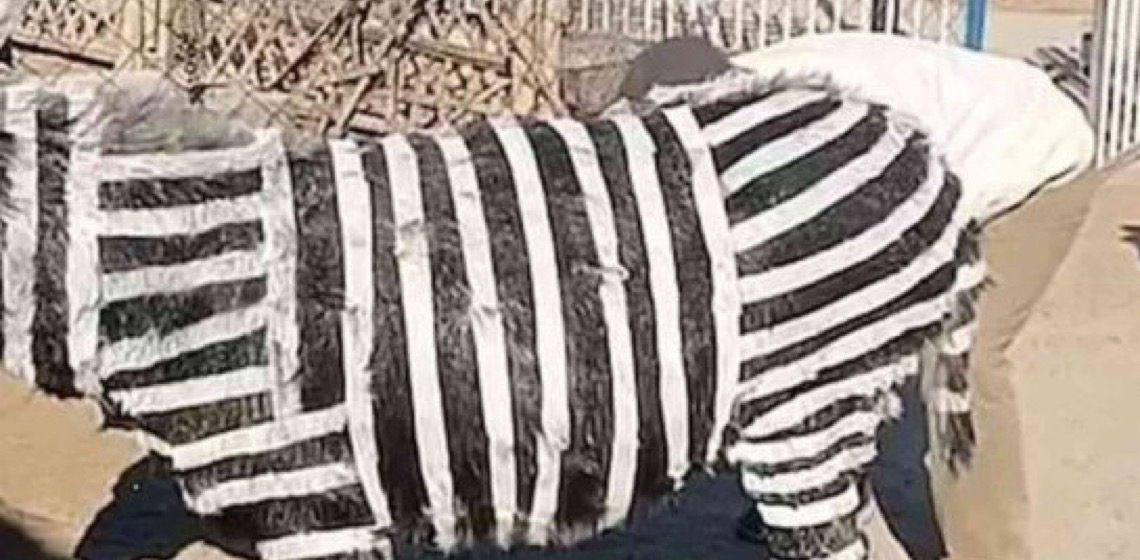 Zebra? Parque de diversões chinês admite que pintou burro de preto e branco