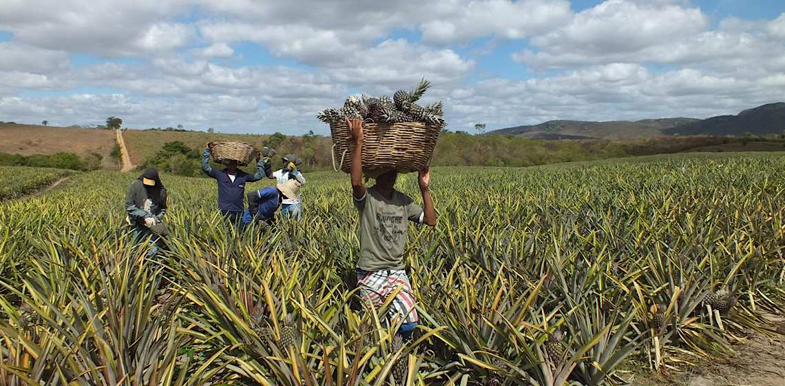 Oportunidades de negócios: Fundo com recursos dos Emirados investirá no agro