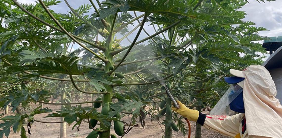 Embrapa cria e aplica protetor solar eficiente para plantas e frutas