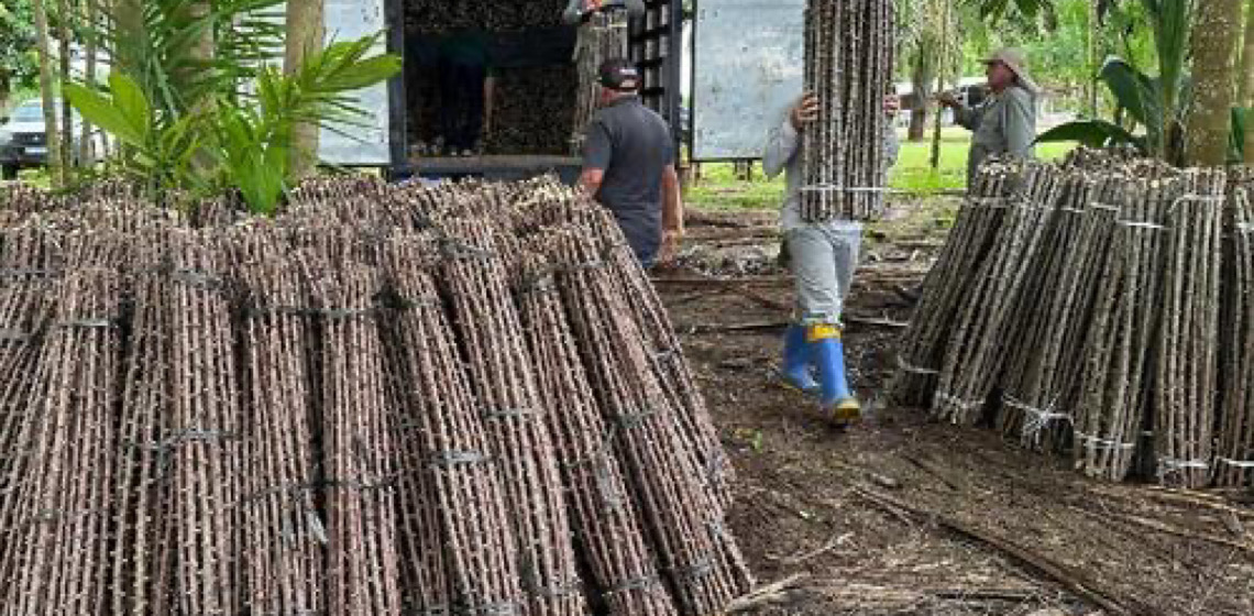 “Vassoura de Bruxa” ameaça lavouras de mandioca de seis municípios no Amapá