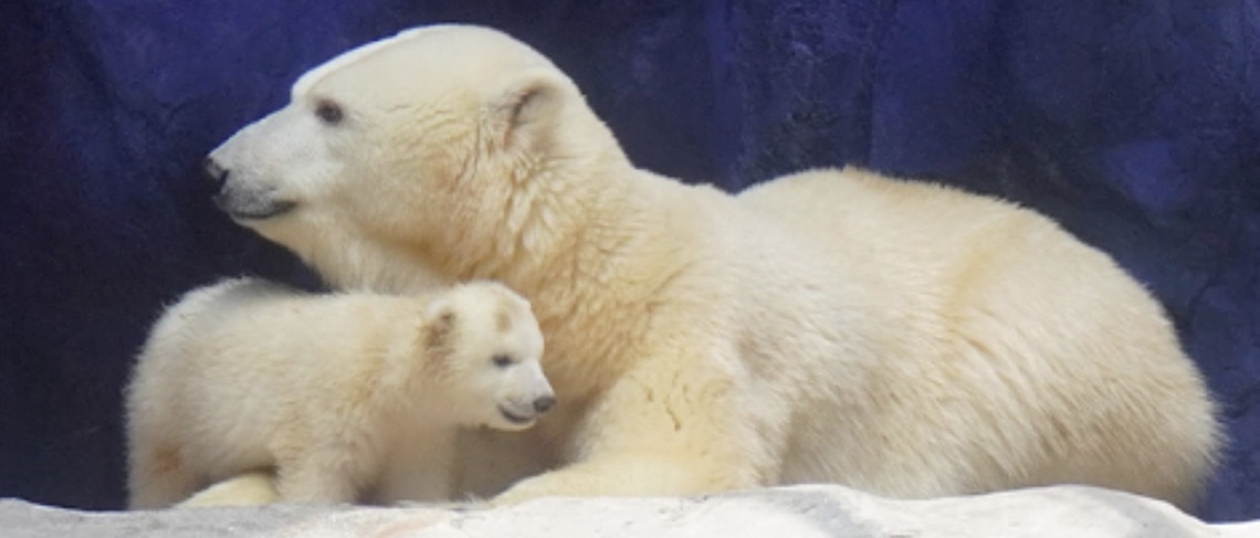 Saiba como visitar 1º filhote de urso-polar nascido na América Latina