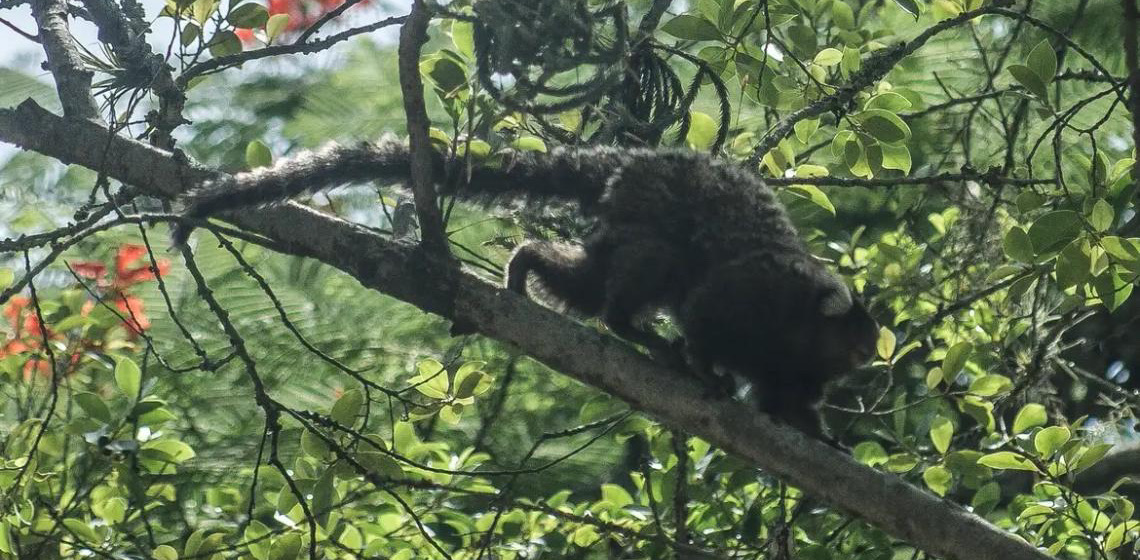 Terapia adaptada diminui mortes por febre amarela em 84%