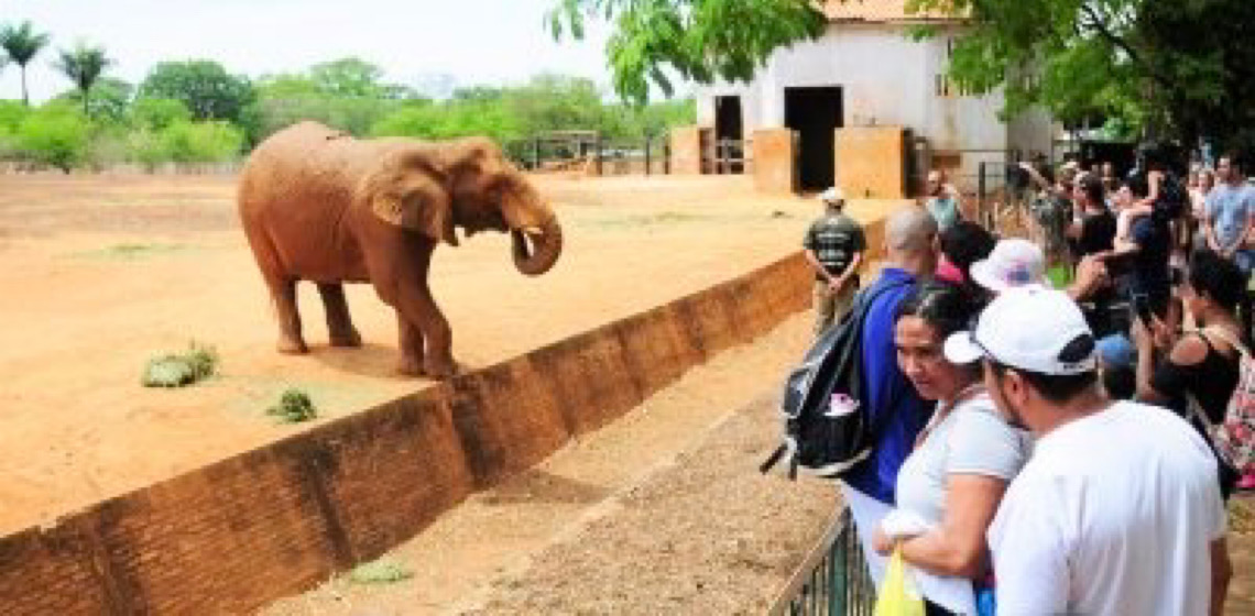 Zoológico de Brasília terá entrada gratuita para mulheres no Dia Internacional da Mulher