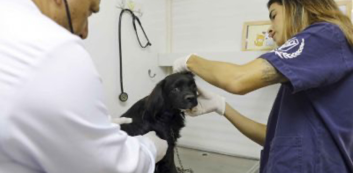 Hvep Móvel desembarca na Estrutural para exames e atendimentos gratuitos a cães e gatos