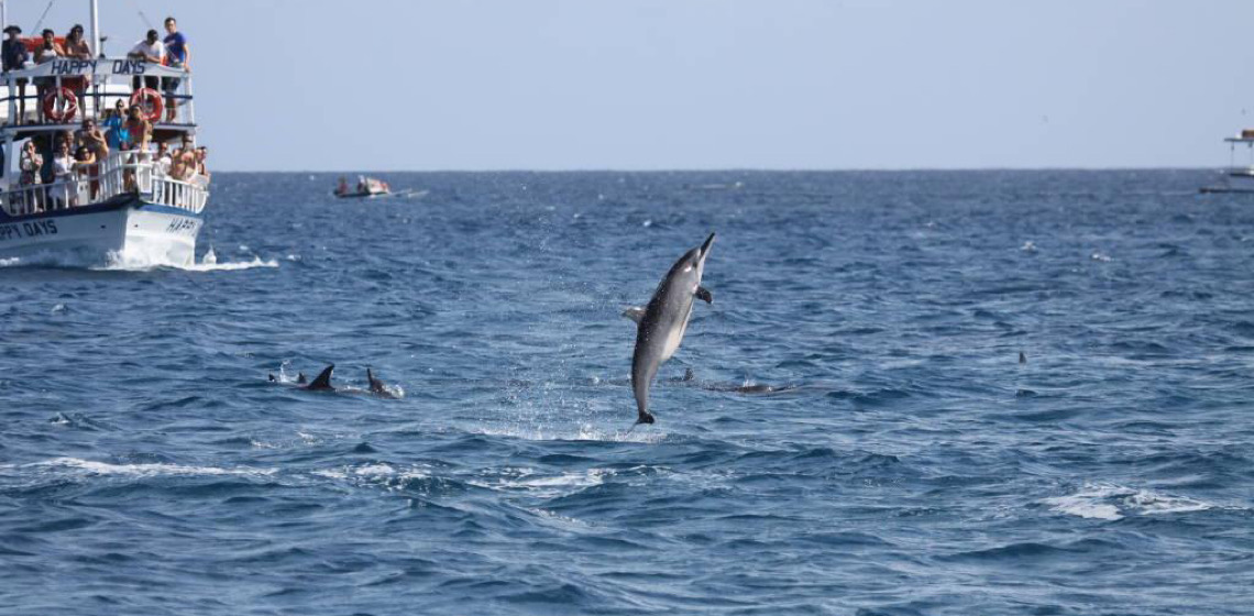 Golfinhos de Noronha mudam hábitos devido a aumento de barcos e turistas