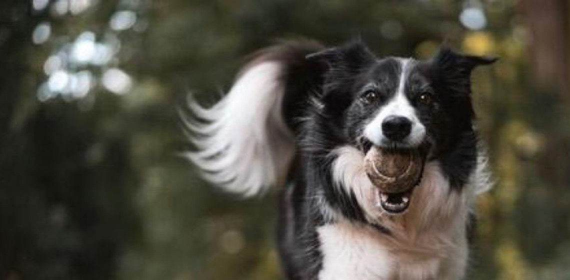 Governo Federal lança programa gratuito para identificar e proteger cães e gatos