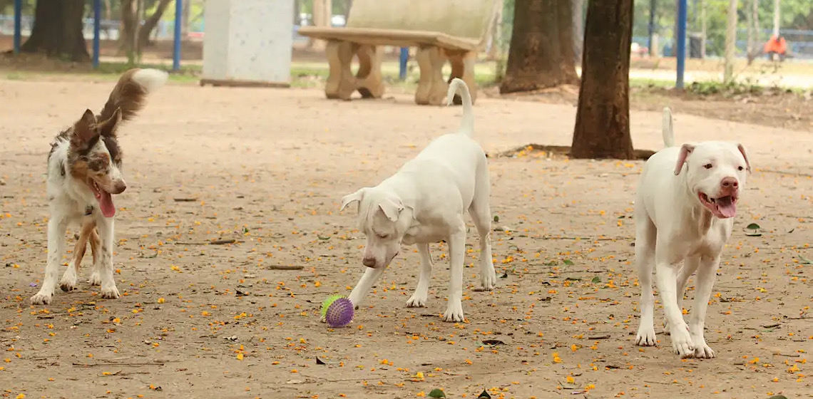 Que horas dar comida para o cachorro? Especialista indica rotina ideal