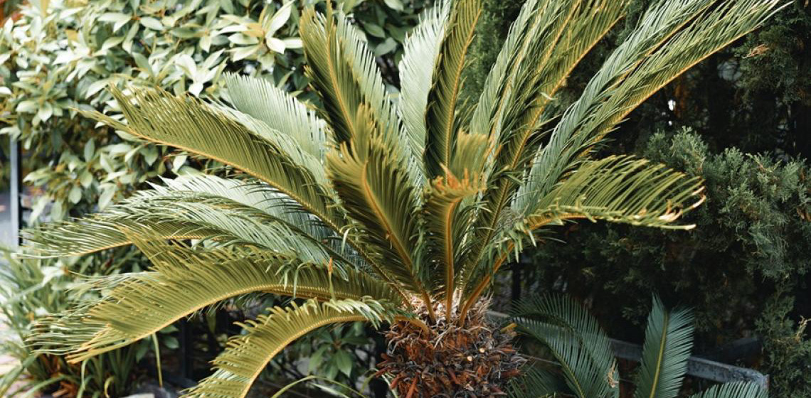 Como a morte do labrador Pudim acende alerta para plantas tóxicas