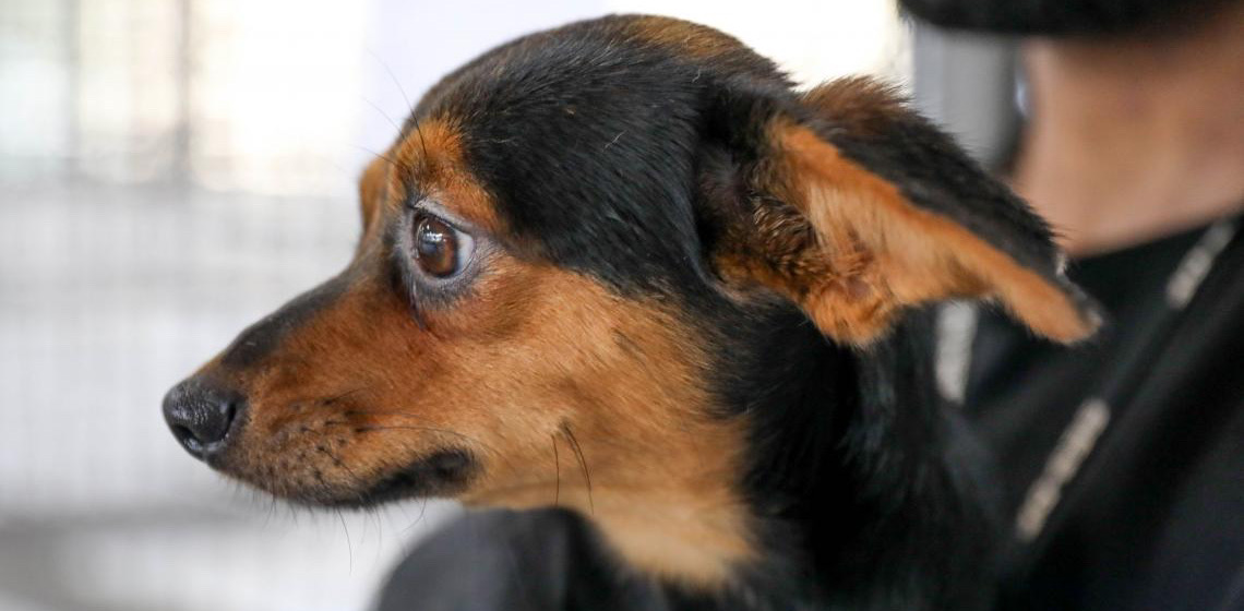 Cães estão à espera de um novo lar na Zoonoses do Distrito Federal