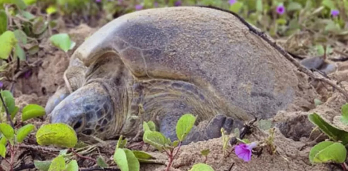 De Ubatuba até Noronha: Tartaruga reaparece 24 anos após ser registrada