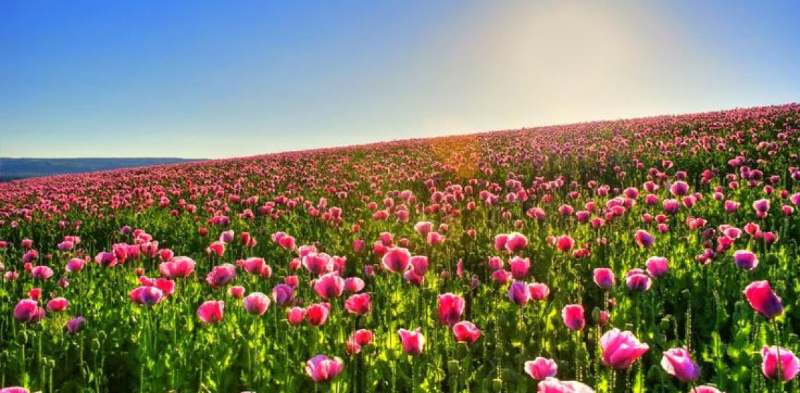 Por João Zisman: Para que ninguém diga que não falei de flores