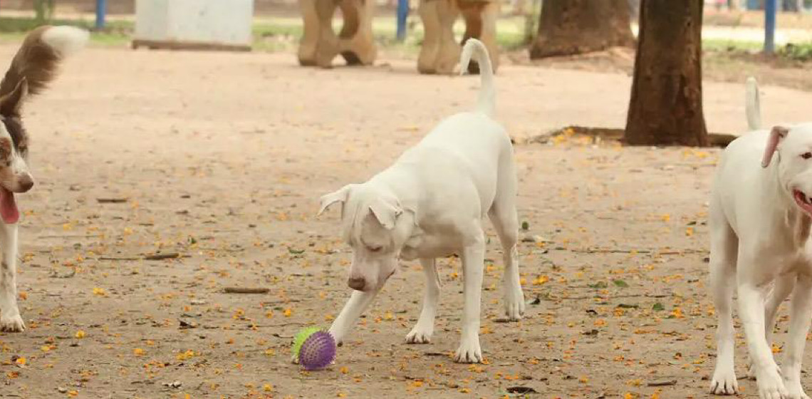 Entenda para que serve o novo RG digital para cães e gatos e como emitir