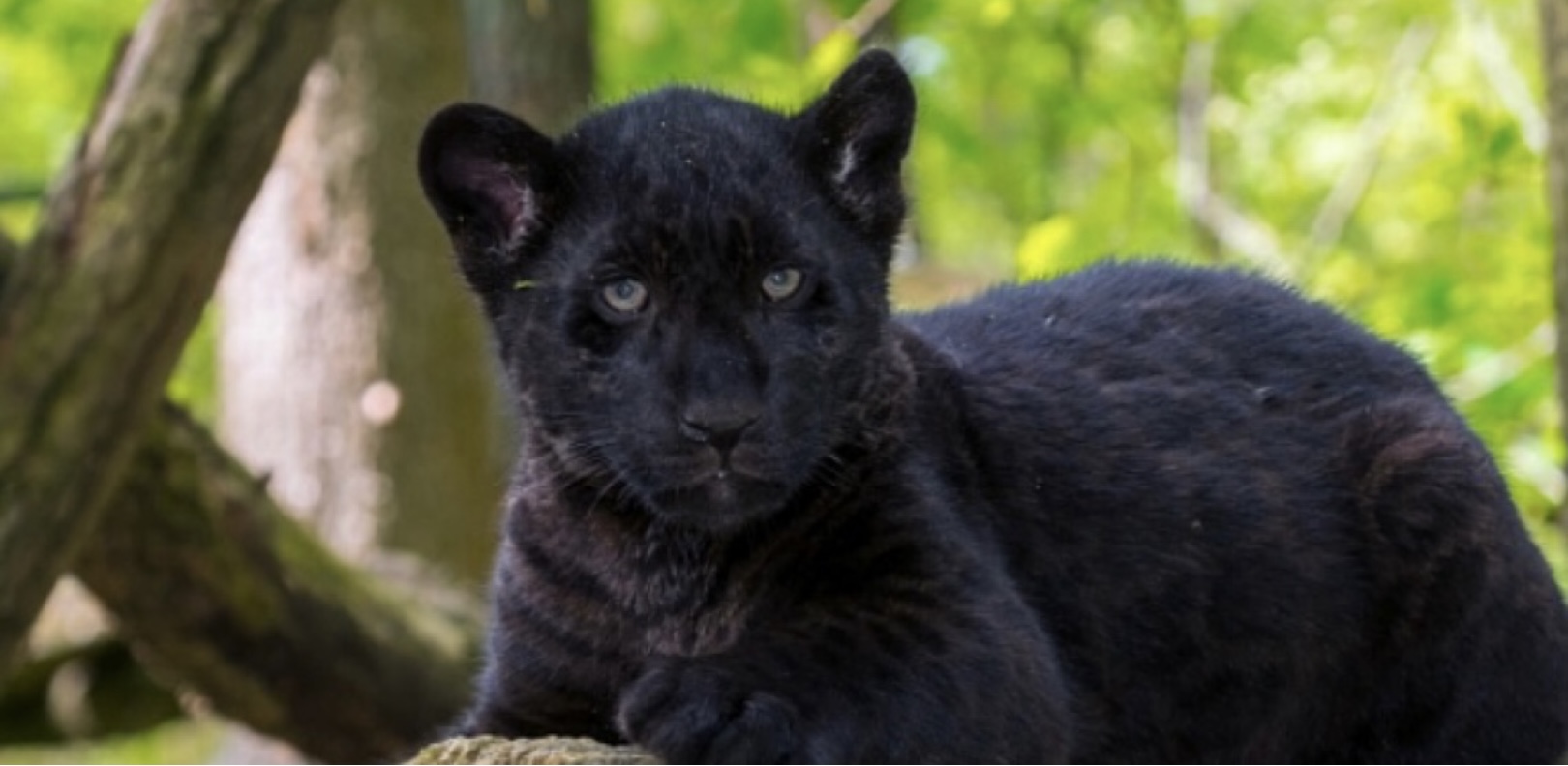 Filhotes de jaguar nascem em zoológico brasileiro