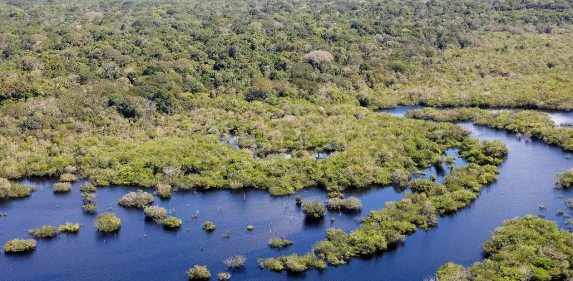 Cientistas fazem mapeamento genético para recuperar mangues amazônicos