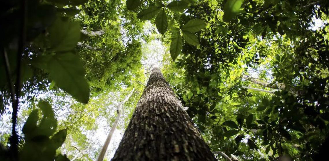 Fundo Amazônia tem melhor semestre da história com R$ 1 bilhão em aprovações