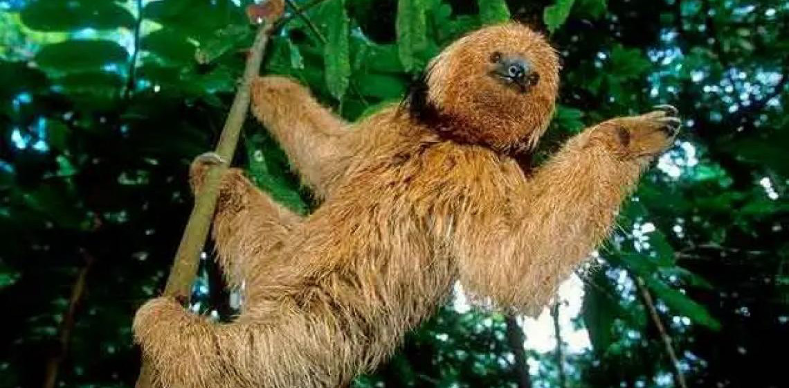 Governo Federal intensifica proteção a 11 espécies ameaçadas de extinção