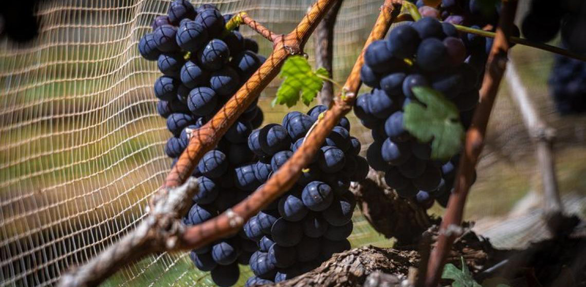 Vinhos de inverno no Cerrado: O DF como nova fronteira da vitivinicultura nacional