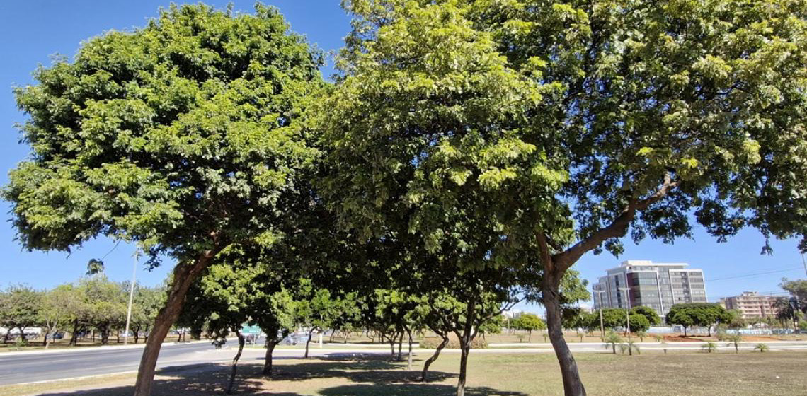 Árvore que dá nome ao país, pau-brasil mostra boa adaptação no Distrito Federal