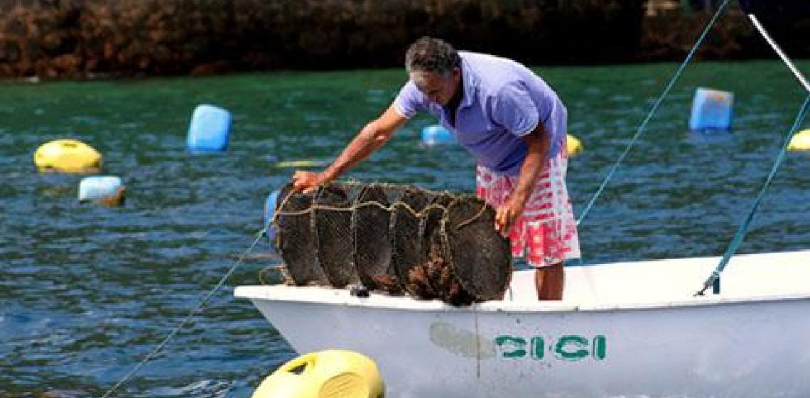 Angra dos Reis tenta retomar produção de vieiras após colapso e vê avanço de ostras e algas