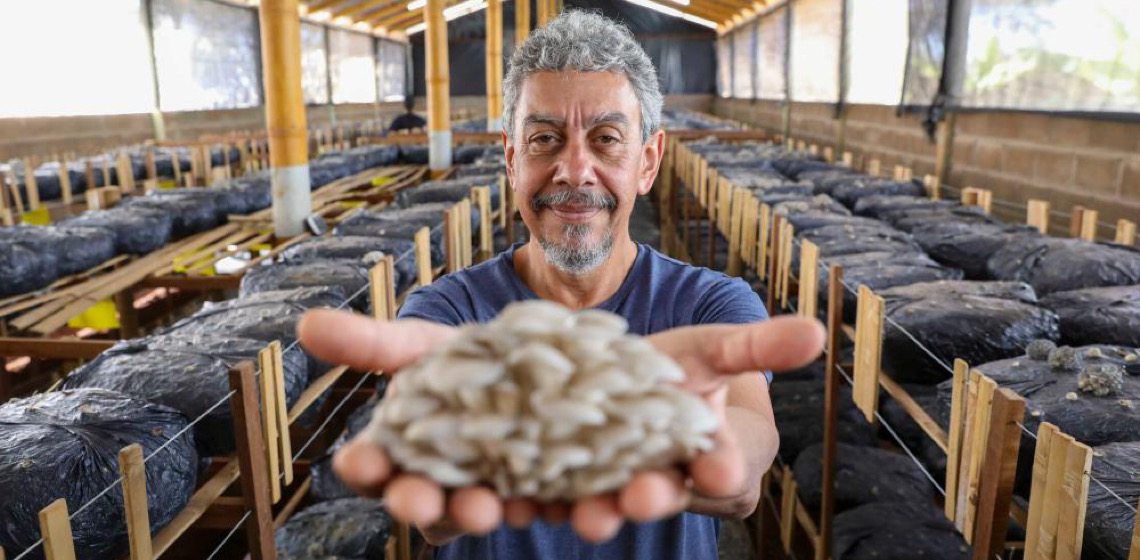 Produção de cogumelos cresce quase 50% no Distrito Federal em um ano