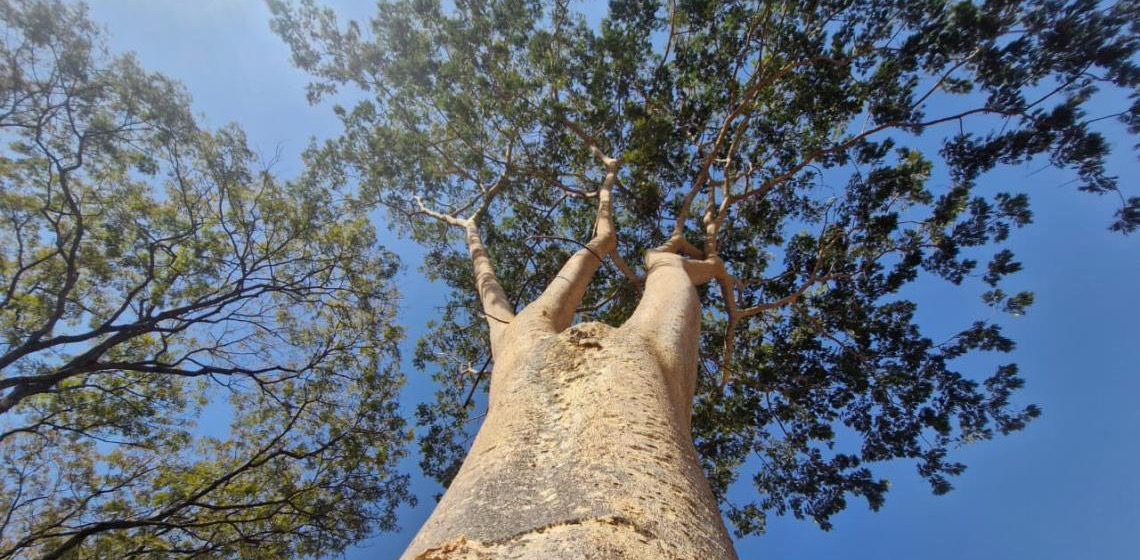Conheça a importância do angico-farinha-seca para a arborização do DF