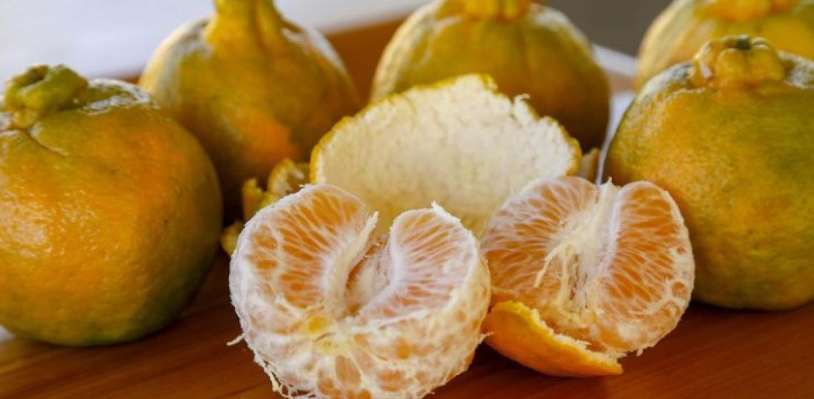 Ponkan de Cerro Azul conquista selo de procedência e incrementa cesta brasileira