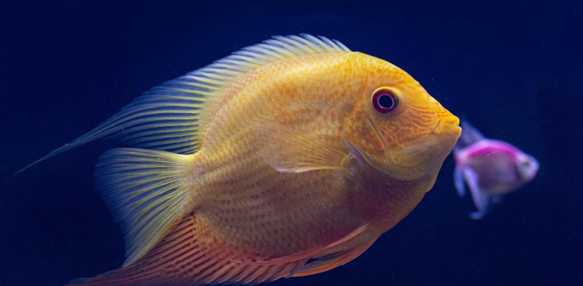 Peixes fluorescentes surgiram há pelo menos 112 milhões de anos, diz estudo