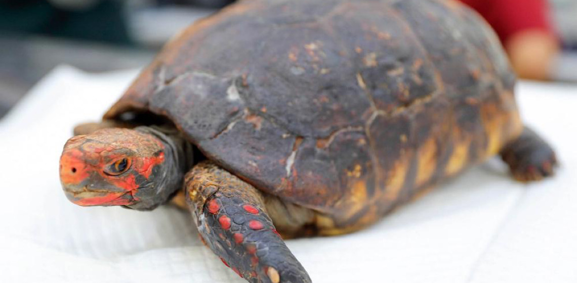 Hospital Veterinário Público de Animais Silvestres recebe e trata primeiras vítimas de incêndios florestais de 2025